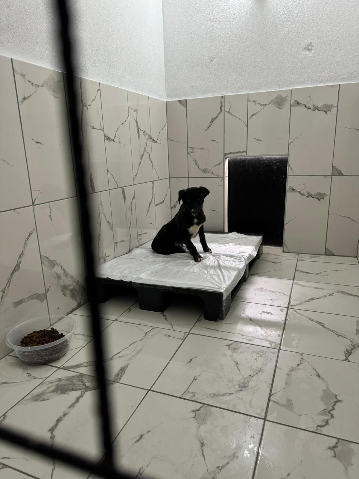 GEÇİCİ SOKAK HAYVANLARI BAKIM EVİ VE REHABİLİTASYON MERKEZİ AÇILDI