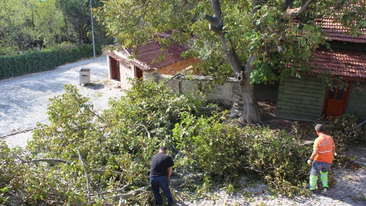 AĞAÇ BUDAMA ÇALIŞMASI YAPILDI