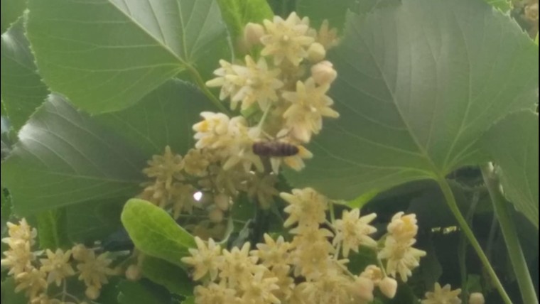 IHLAMUR KOKULU VİZEM...