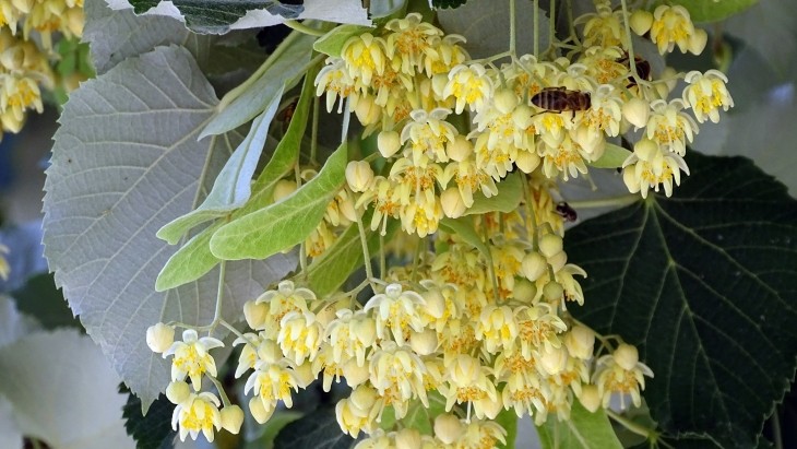 IHLAMUR KOKULU VİZEM…